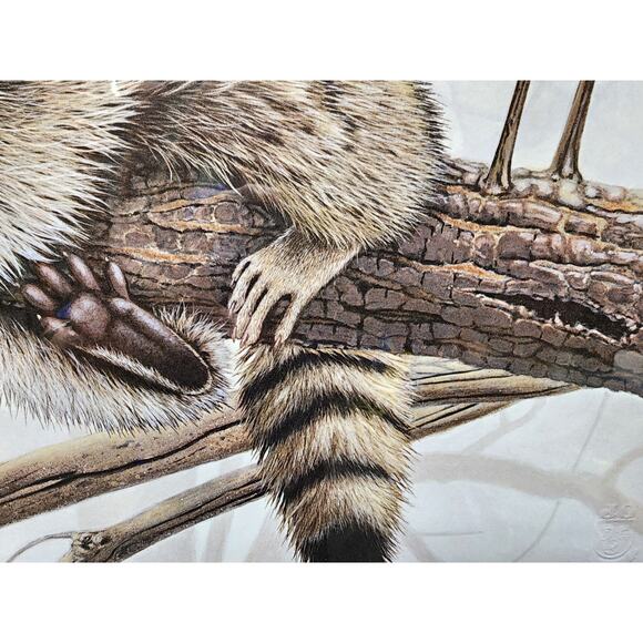 Jim Oliver Raccoon 1984 Signed Embossed Lithograph Framed Wildlife Art Print - Picture 5 of 11